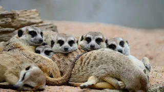 Keeping Meerkats As Pets: Pros and Cons