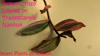 Brown Crispy leaves on Tradescantia Nanouk & Thrips