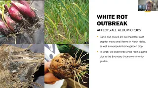 White Rot in Garlic - Webinar