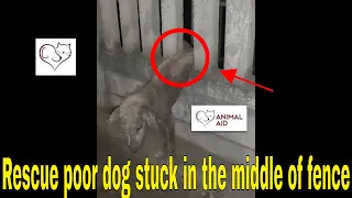 rescue poor dog stuck in the middle of fence