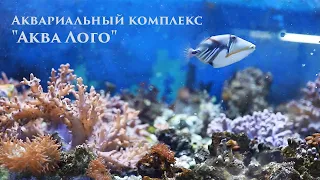 Аквариальный комплекс "Аква Лого" - морской отдел, рыбки и кораллы. Посмотрите, сколько красоты!