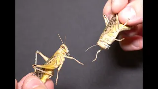 Wann und wie leben Heuschrecken (Wüstenheuschrecken Schistocerca gregaria) länger