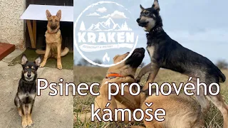 Žijeme na chalupě - díl 21.  Psinec pro nového kámoše