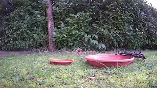 female blackbird Building nest