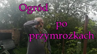 Ogród po przymrozkach kwiecień 2024