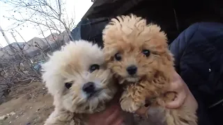 Two puppies were Abandoned, but Adopted as Treasures by a visiting lady