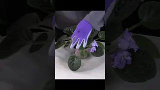 How to Prune African Violets