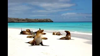 Galapagos Islands, Ecuador (Галапагосские острова, Эквадор)