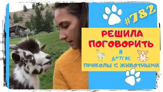 Самые Смешные Животные 2022 :) Лучшая Подборка за Неделю 👍 Fun with Animals 😸