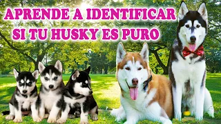 Como saber si mi husky siberiano es puro, identifica su característica tu mismo, husky wooly, agouti