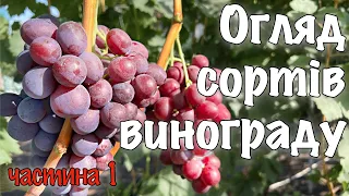 ВІДЕО ОГЛЯД СОРТІВ ВИНОГРАДУ. ВІДЕО ЕКСКУРСІЯ ПО НАШОМУ ВИНОГРАДНИКУ. ЧАСТИНА 1