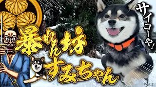 大雪降って暴れん坊な柴犬