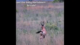 hartebeest with baby so cuties