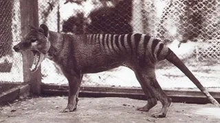 5 Supuestos Animales Extintos Captados En Cámara