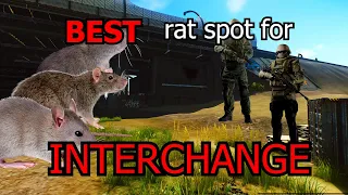 The Best Railway Rat Spot