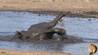 Elephant Trying To "Swim Backstroke" In Muddy Pool