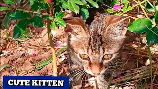 Cute Kitten playing with its mother's taill