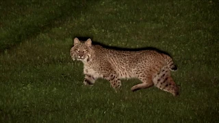 Huge bobcat hunting the call comes insanely close to the truck at night! Night Crew S1E1"THE PILOT"