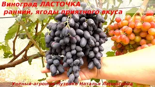 Виноград ЛАСТОЧКА- ранний срок созревания, приятный фруктовый вкус. Хорошо набирает сахар. (Пузенко)