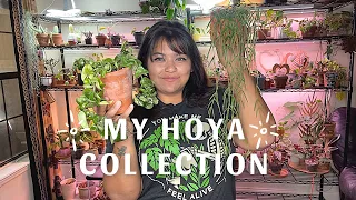 My Hoya Collection…for now