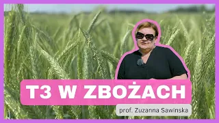 📢Ochrona zbóż w terminie T3! Kiedy i czym chronić? Q&A z Prof. Zuzanną Sawinską | e-pole