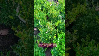 Green velvet boxwood plants at Highland Hill Farm near Doylestown Pa call us at 215 651 8329