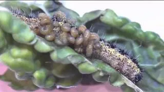 Caterpillar parasitoid