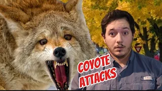 When Coyotes kill people