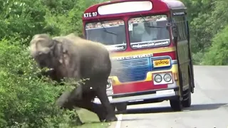 Elephant trouble.हाथी की परेशानी।.ปัญหาช้าง.