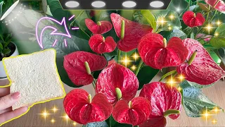 Just one slice of bread  Makes Anthurium in the garden healthy and blooms abundantly