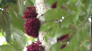 Natural Fruit in the Amazon Rainforest