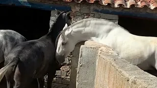 Caballo semental y yeguas jóvenes.preparando temporada de reproducción y apareamiento caballos 2023