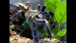 Poecilotheria metallica , Gooty Sapphire egg sac pull our second this year !