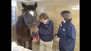 Naso Gastric Intubation: Equine