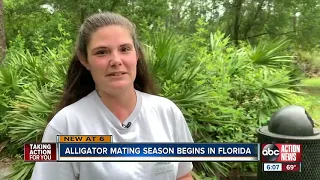 Alligator mating season is here, and this is what you need to know