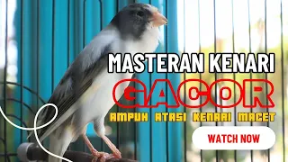 MASTERAN KENARI GACOR ATASI KENARI MACET