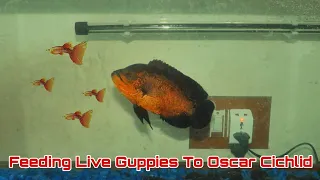 Oscar Fish Live Feeding | Feeding Live Guppies To Oscar Cichlid