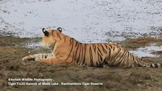 1080P (1920x1080 ) - King of Ranthambore Tiger T-120 Ganesh at his favourite place Malik Lake.