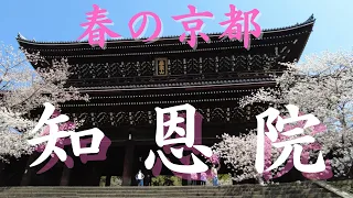 【2022春の京都】桜満開  浄土宗総本山 知恩院【Kyoto Sakura2022】