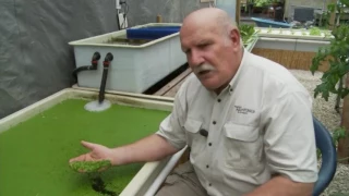 Aquaponics and Duckweed