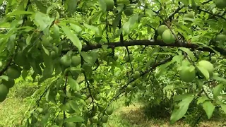 Why Grow Wild Chickasaw Plums?