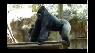 Gorillas at Barcelona Zoo