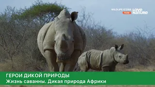 Герои дикой природы. 1-сезон, 1-серия. Жизнь саванны.