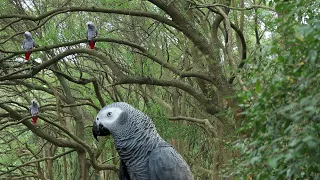 Feathered Maestro: Stunning wild African Gray Parrot Sings Along Spring's Tune in 4K