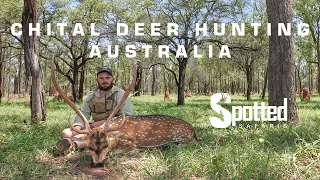 Hunting Chital Deer In Australia - 28 & 31 Inch Stags - Spotted Safaris