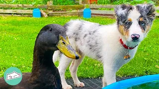 Owners Threw This Duck Away. So He Found His Pack Among Dogs | Cuddle Buddies