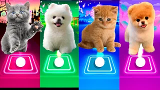 CUTE CAT DANCE MONKEY & CUTE DOG BARBIE GIRL AQUA & CUTE CAT DANCIN ARON SMITH & CUTE DOG BABY SHARK