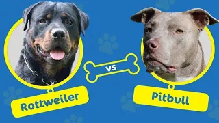 American pitbull vs Rottweiler.