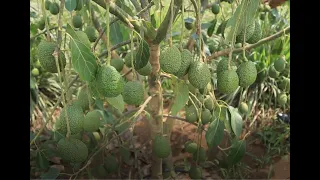 How much money can you make from avocado farming?