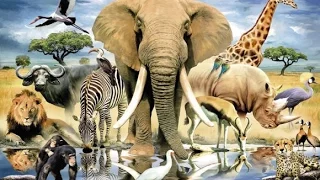 СБОРНИК мультфильмов про животных для детей. Тигры, слоны, леопарды, медведи и многие другие